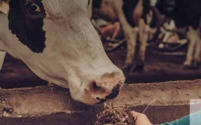 Bando per bovini carne in Sardegna, via libera a domande è n...