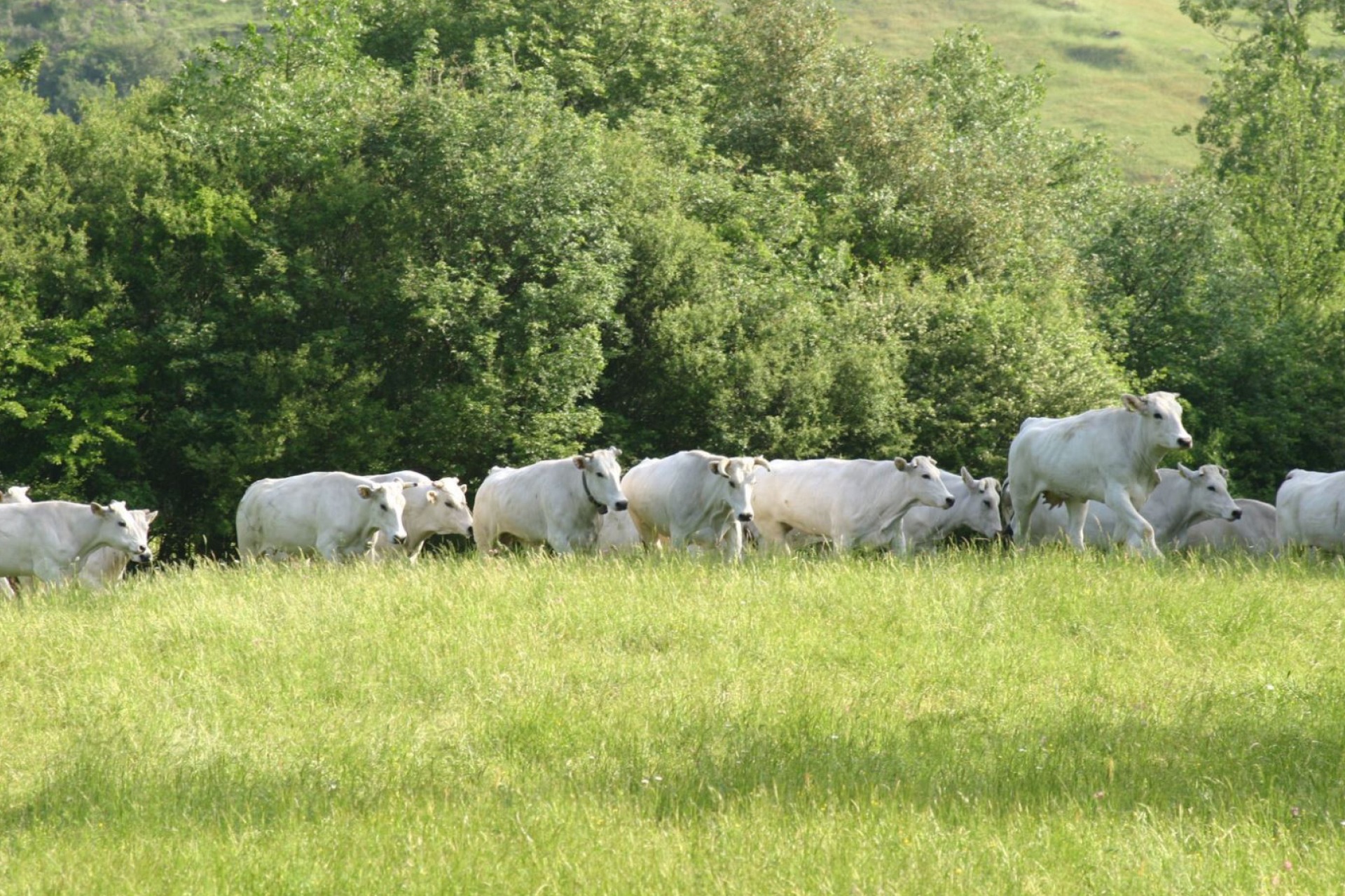 Mucche Chianine al pascolo