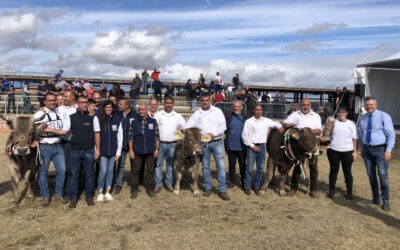 Un grande successo la I Mostra del Bovino di razza Sardo Bru...